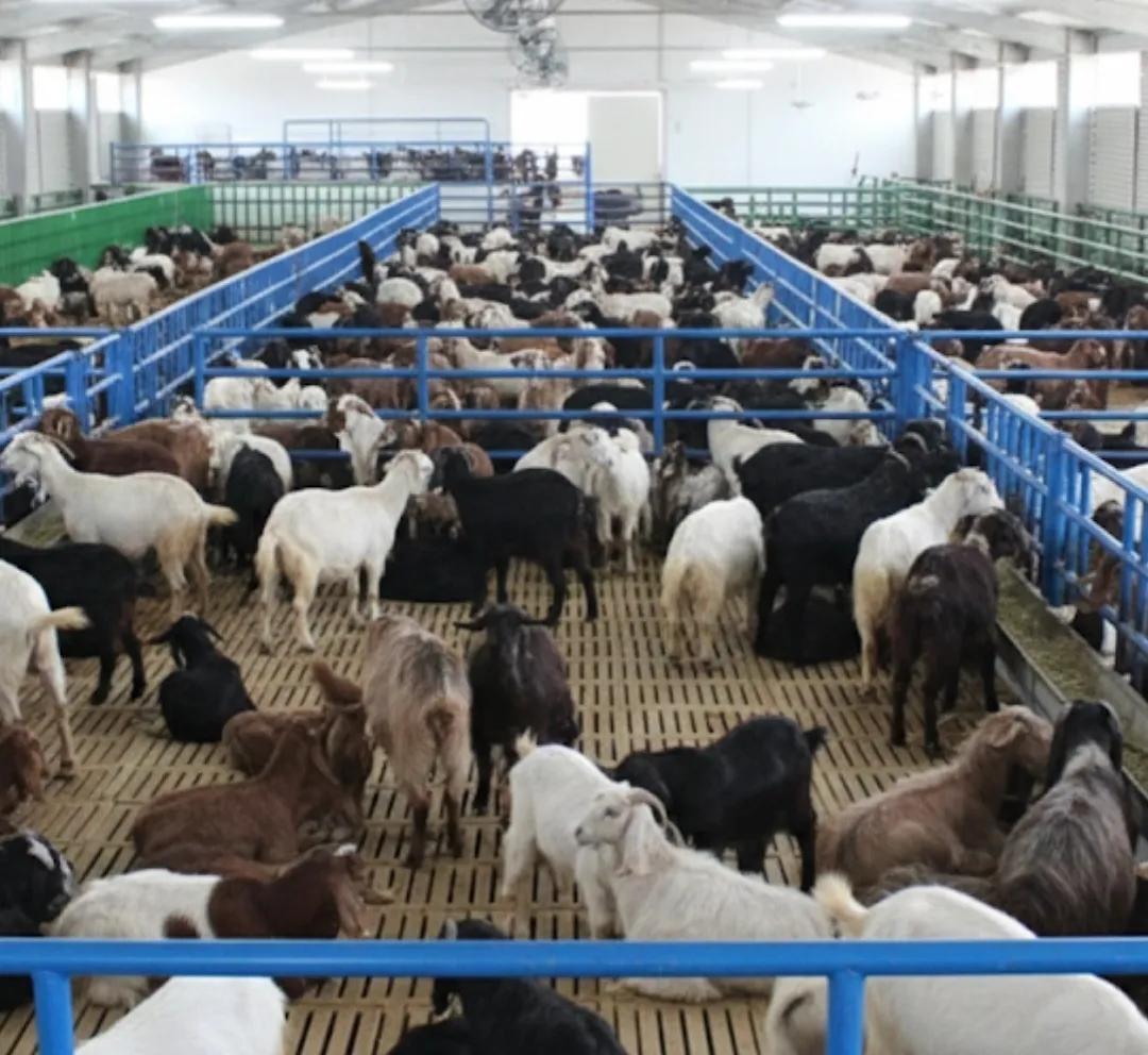 Kırsalda Küçükbaş Destek Kredisi Başladı: 2 Yıl Geri Ödemesiz, Faizsiz Fırsat