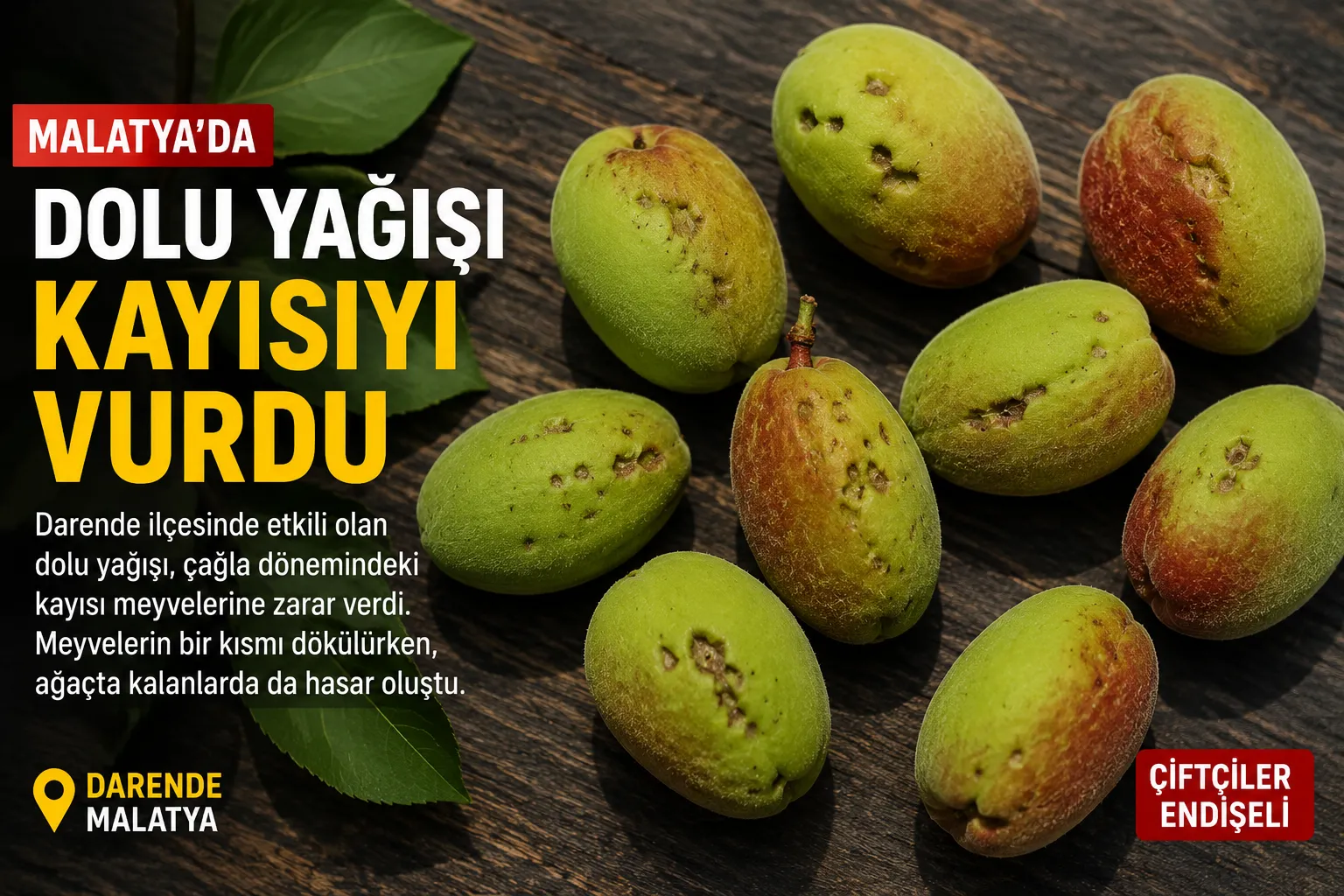 Darende’de Dolu Yağışı Kayısı Bahçelerine Zarar Verdi